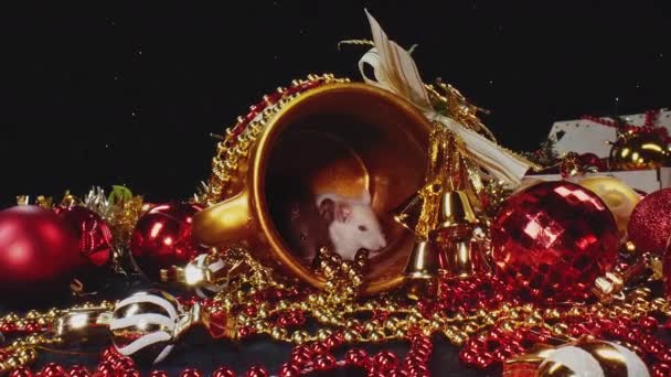 rats blancs et gris assis et se déplacer dans le pot d'or mis parmi les décorations du Nouvel An .