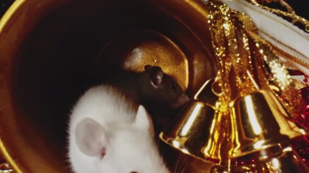Macro-view van witte en grijze ratten in nieuwjaarsdecor als symbool van het jaar 2020 — Stockvideo