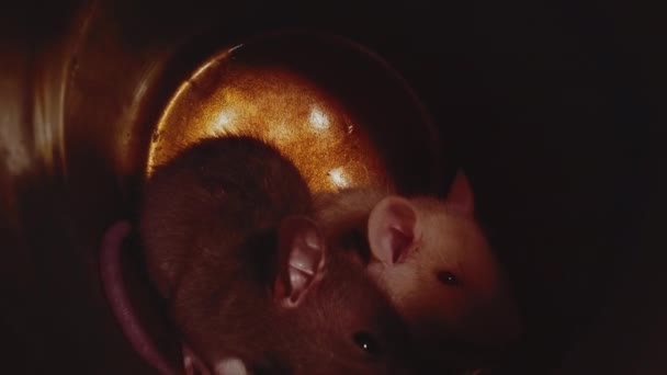 Macro uitzicht op kleine ratten met witte en grijze vachten zitten in gouden kerstpot. — Stockvideo