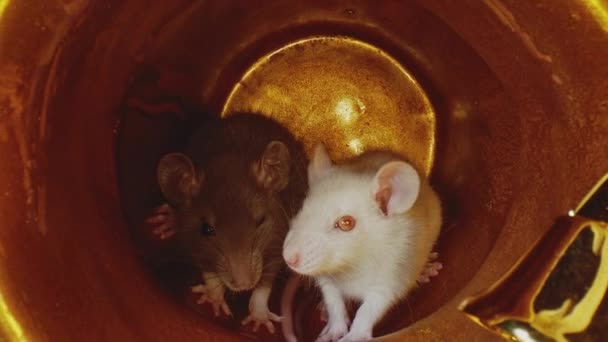 Macro vista de ratas pequeñas con pieles blancas y grises se sientan en olla de Navidad de oro . — Vídeos de Stock