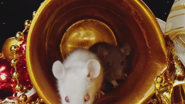 Lindas ratas pequeñas esponjosas con pieles blancas y grises se sientan en olla de Navidad de oro . — Vídeos de Stock