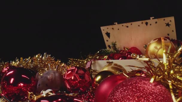 Dwa słodkie domowe białe i szare szczury poruszają się wzdłuż dekoracji Nowego Roku. — Wideo stockowe