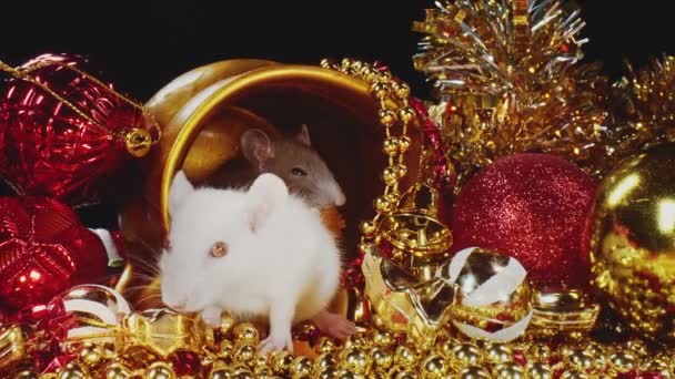 Nieuwjaarsconcept met grijze en witte ratten onder feestelijke decoraties. — Stockvideo