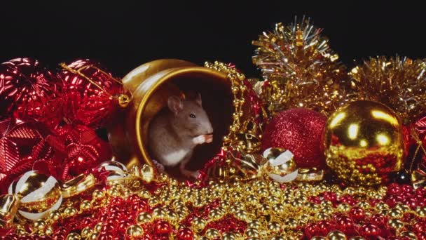 Ratto domestico grigio carino in un arredamento di Capodanno come simbolo dell'anno 2020 . — Video Stock