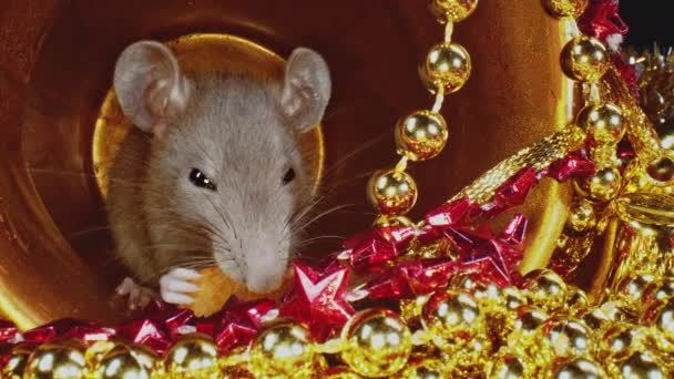 황금 크리스마스 항아리에 앉아 있는 회색 쥐의 거시적 인 모습 과 새해 개념. — 비디오