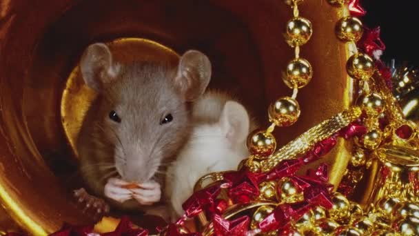 Leuke huisdier kleine ratten met witte en grijze vachten zitten in gouden kerstpot. — Stockvideo