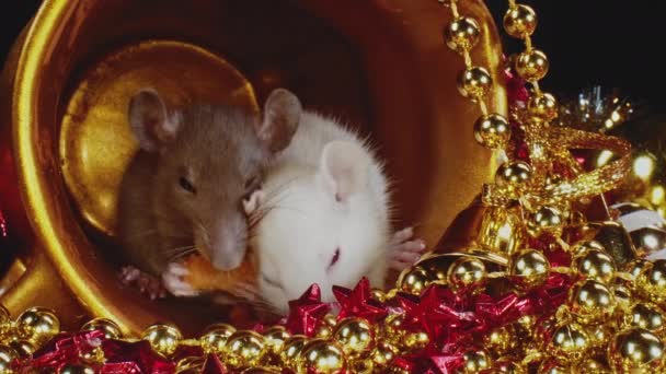 Två söta inhemska små råttor med vita och grå päls sitta i guld julgryta. — Stockvideo
