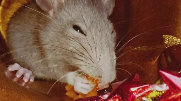 Little cute grey domestic rat eating something, as symbol of New Year 2020. — Stock Video