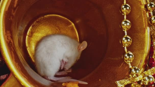 Schattig klein wit huisdier rat schoonmaken van zijn vacht, binnenkant van goud kerstpot — Stockvideo