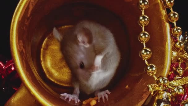 Vista macro di bel ratto domestico grigio che si muove in vaso d'oro, simbolo del nuovo anno 2020 — Video Stock