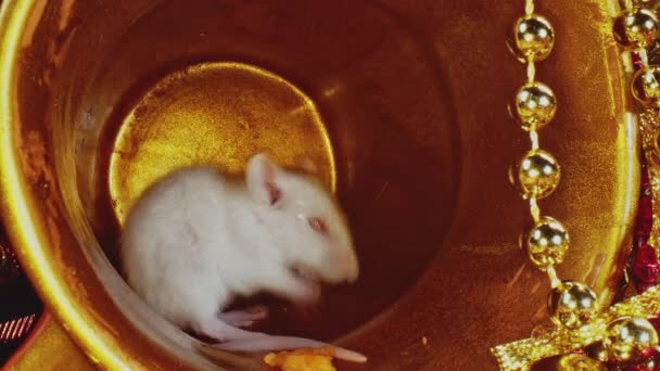 Linda rata blanca doméstica limpiando su piel, rascándola y acariciándola . — Vídeo de stock