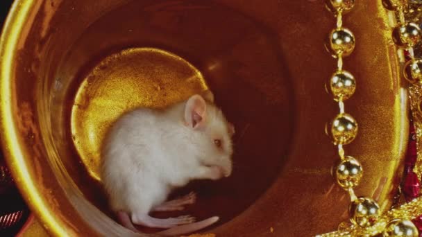 Makro widok białego szczura domowego czyszczenia futra, siedzi w garnku złota Boże Narodzenie — Wideo stockowe