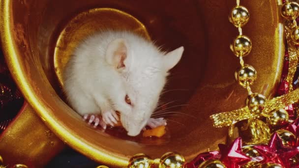 Новорічна концепція білого щура, що їсть щось всередині золотого різдвяного горщика — стокове відео