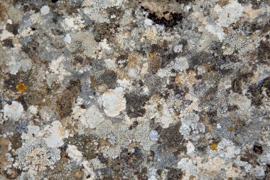 ston üzerinde renkli liken doku