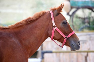 safkan kırmızı atı yakın çekim