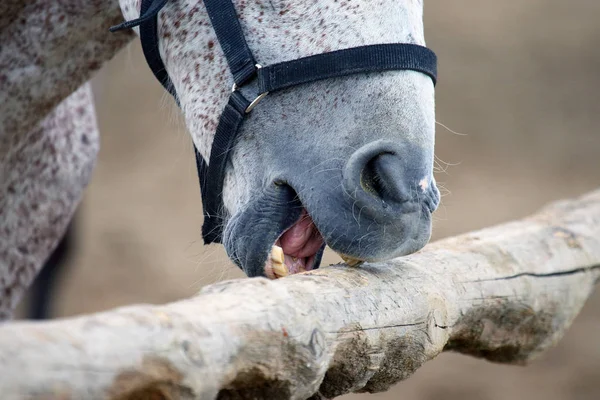 horse brushes his teeth on a tree
