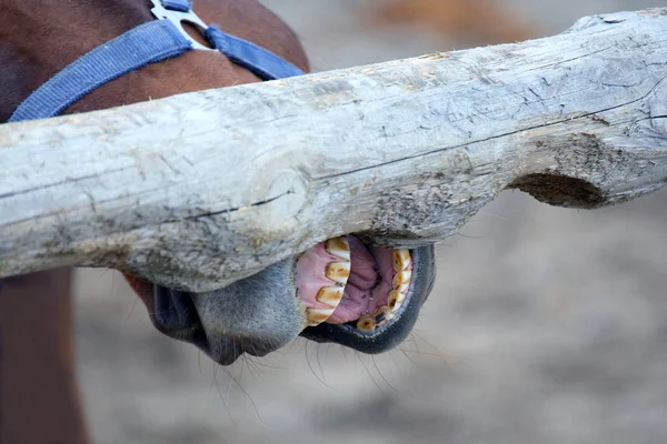 horse brushes his teeth on a tree