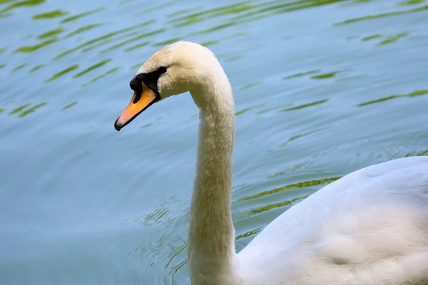 Galleggiante Nello Stagno Bianco Cigno — Foto Stock