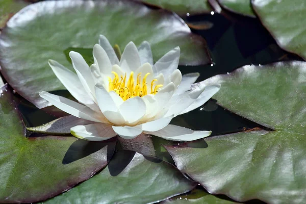 White Lotus Lily Flower Water — Stock Photo, Image