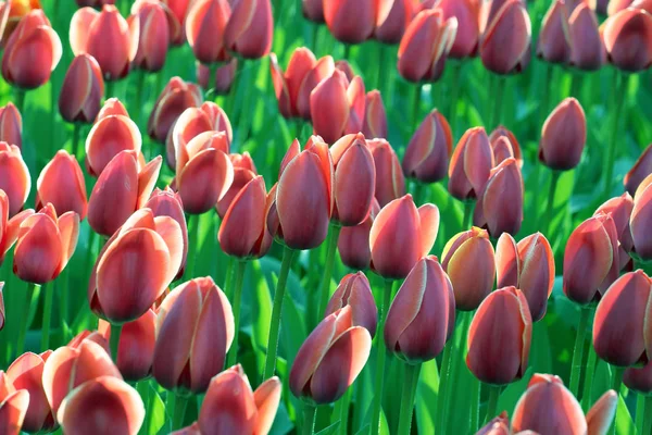 Różowe Tulipany Słońcu — Zdjęcie stockowe