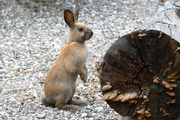 Кролик Каменной Земле — стоковое фото