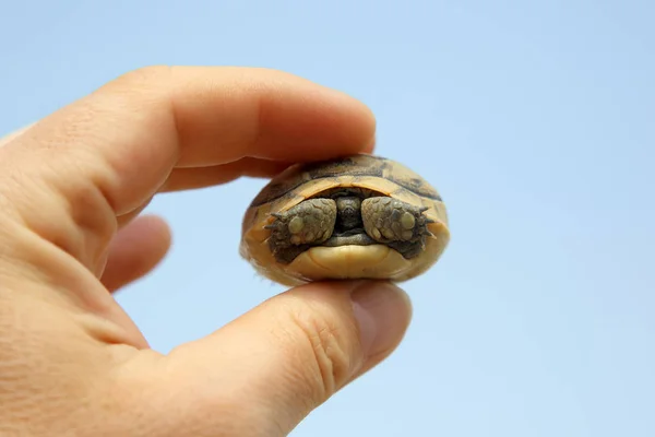 Pequena Tartaruga Mão Homem — Fotografia de Stock