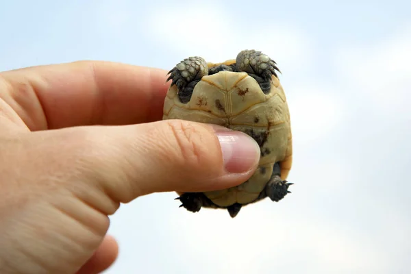 Pequena Tartaruga Mão Homem — Fotografia de Stock