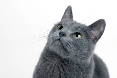 Beyaz adam bir güzel gri kediye studio portresi
