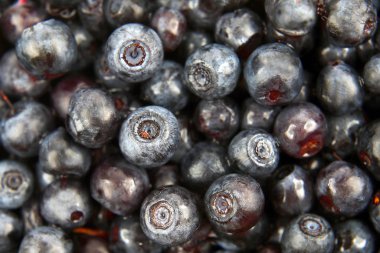 bol miktarda taze yaban mersini closeu