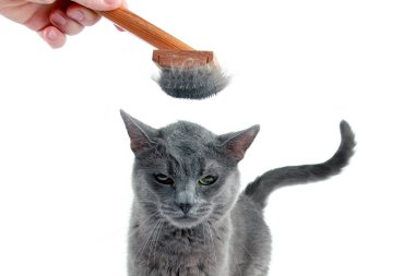 Gri kedi taranmış yün fırça kafasına