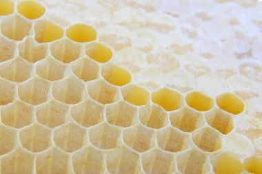 Bal tarak yakın çekim