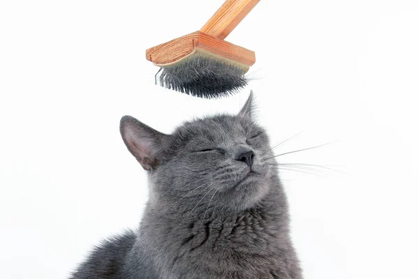Gri kedi taranmış yün fırça kafasına
