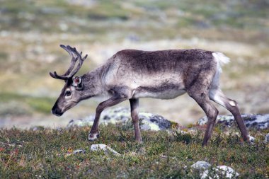 doğada otlatma Ren geyiği