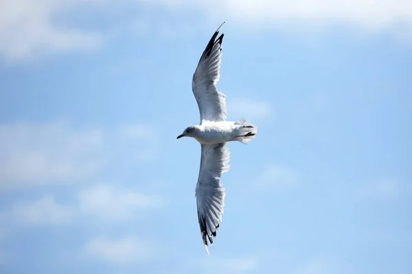 Oiseau Mouette Volant Contre Ciel — Photo
