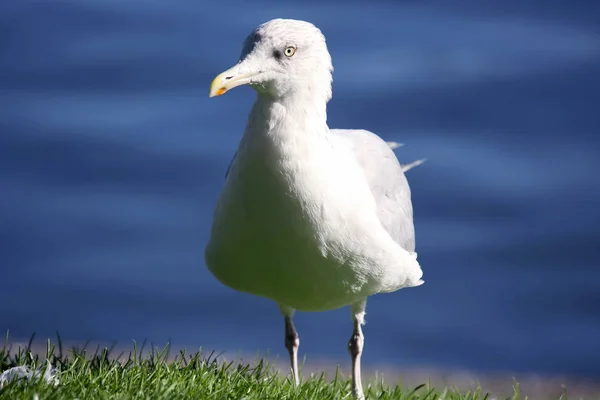 Mouette Blanche Sur Fond Bleu — Photo