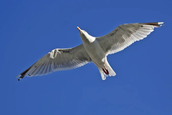 Oiseau Mouette Volant Sur Fond Bleu — Photo