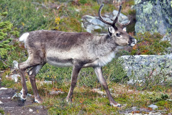 Reindeer Grazing Nature — Stock Photo, Image