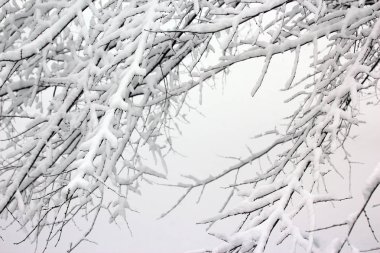 Kışın karla kaplı ağaç dalları