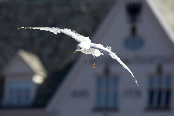 Oiseau Mouette Volant Contre Ciel — Photo