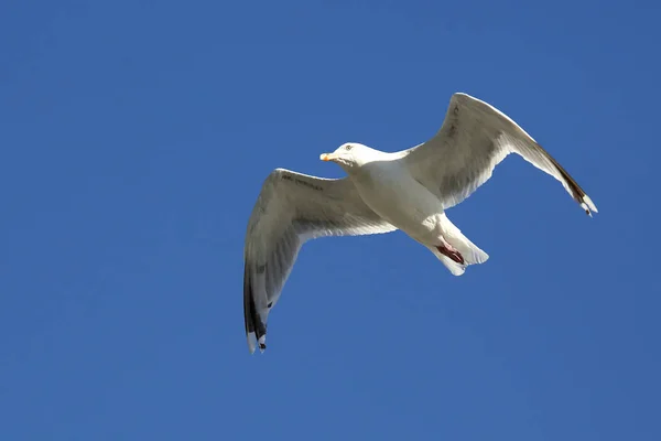 Oiseau Mouette Volant Contre Ciel — Photo