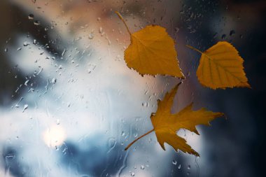 yağmurlu havalarda ıslak camına sonbahar yaprakları