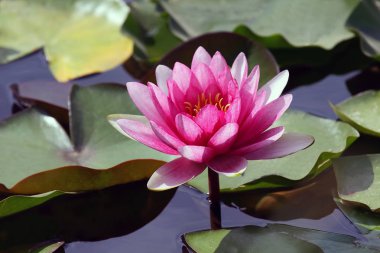 parlak kırmızı çiçek lily lotus su