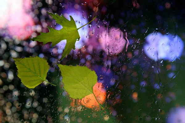 Осенние Листья Мокром Стекле Дождливую Погоду — стоковое фото