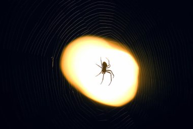 Gece bir ağ üzerinde oturan örümcek bir fenerin ışığı altında