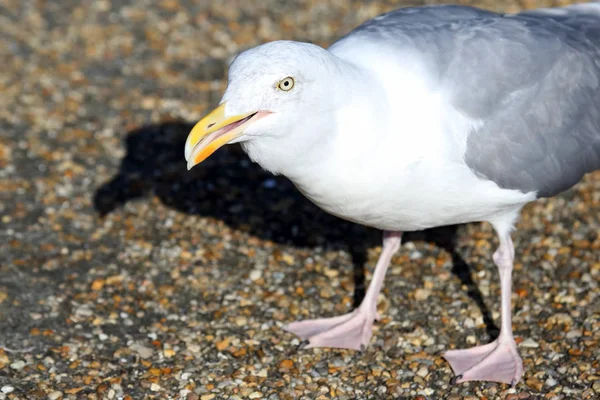 White Seagull Open Bea — Stock Photo, Image