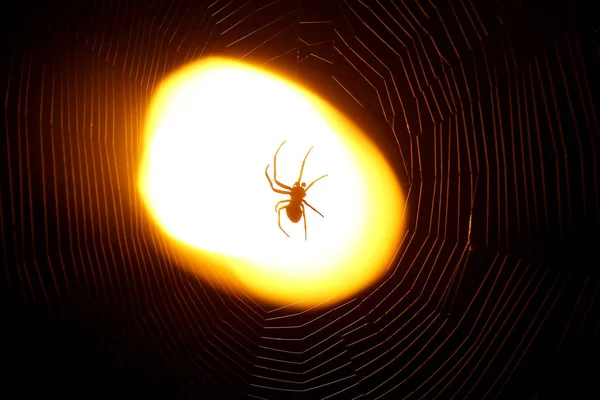 Spider Sitting Web Night Light Lantern — Stock Photo, Image
