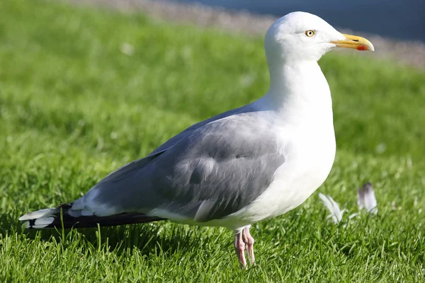 Mouette Blanche Sur Gras Vert — Photo