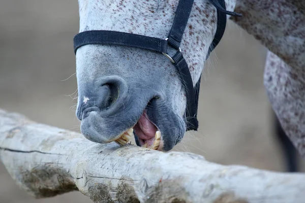 Pferd Putzt Seine Zähne Einem Baum — Stockfoto