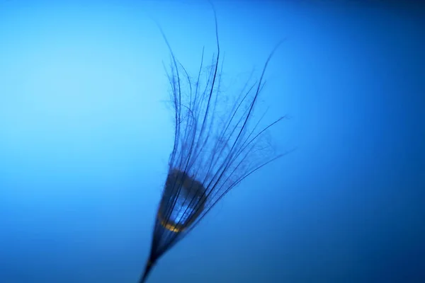 Semilla Diente León Con Gota Agua Interior Sobre Fondo Azul —  Fotos de Stock