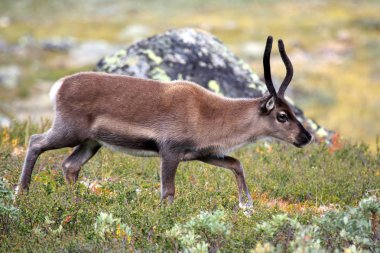 doğada otlatma Ren geyiği